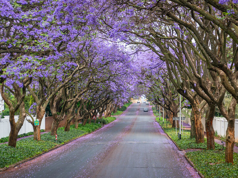Görkemli Güney Afrika ve Safari 7 Gece - THY ile 17 Ocak (Sömestr Özel) (JNB - CPT) AT1121
