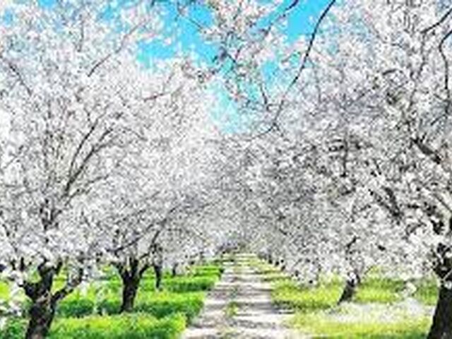 Ankara Hareketli Datça Badem Çiçeği Festivali