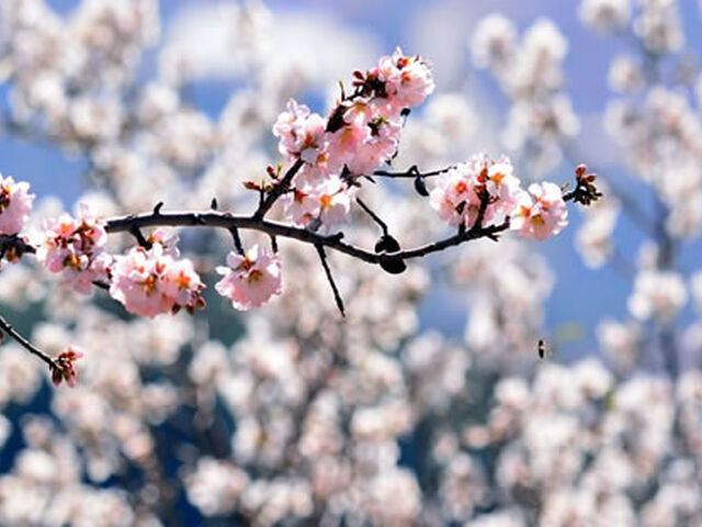 Ankara Hareketli Datça Badem Çiçeği Festivali