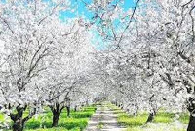 Ankara Hareketli Datça Badem Çiçeği Festivali