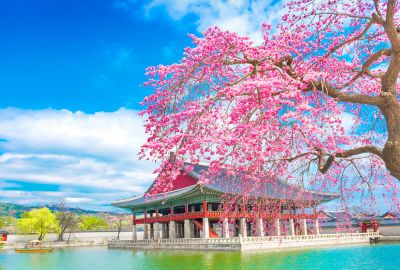 Comfort Japonya & Kore Turu Türk Hava Yolları ile 8 Gece Ekstra Turlar Dahil Sakura Dönemi ICN-KIX 10 Nisan